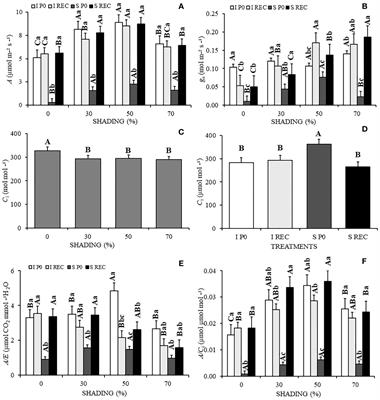 How does shading mitigates the water deficit in young Hymenaea courbaril L. plants?